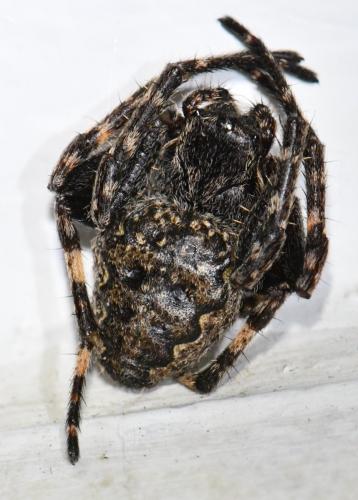 Réf. 274 060 : Nuctenea umbratica